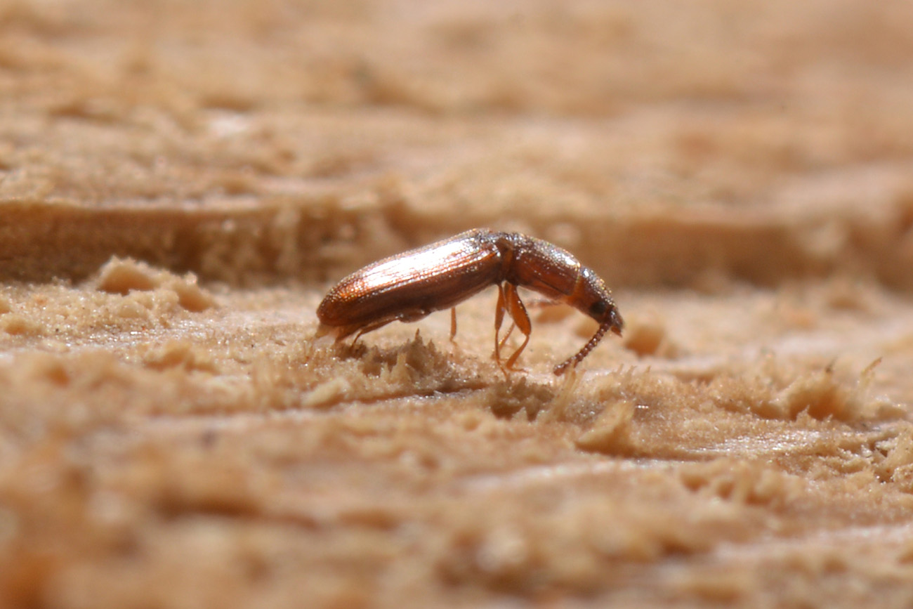 Laemophloeidae: Cryptolestes duplicatus ♂♀